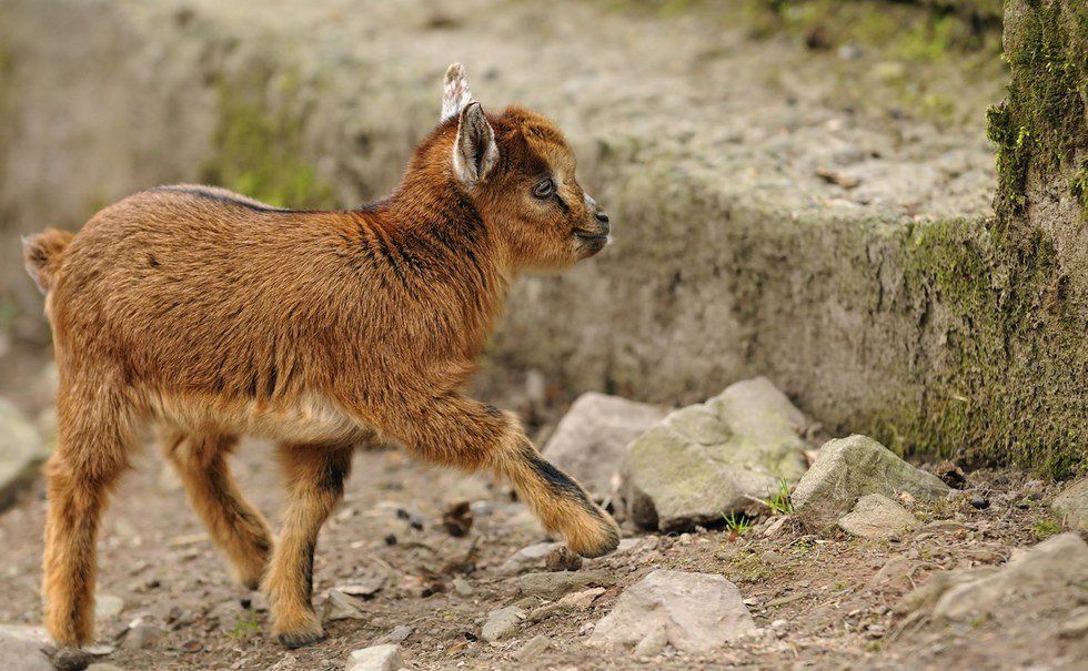 11 Baby Goats