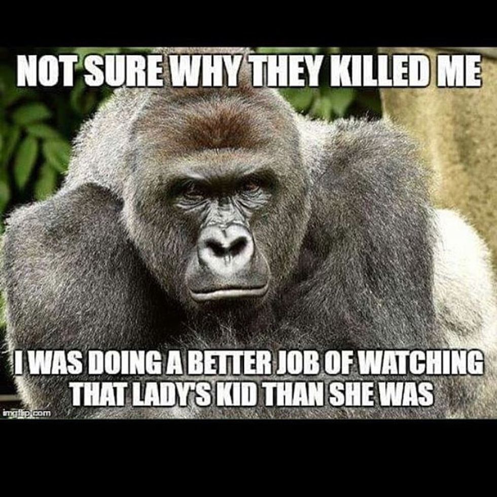 Dank Harambe Memes Absorb The Internet