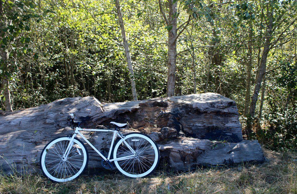 The Budding Bicyclist