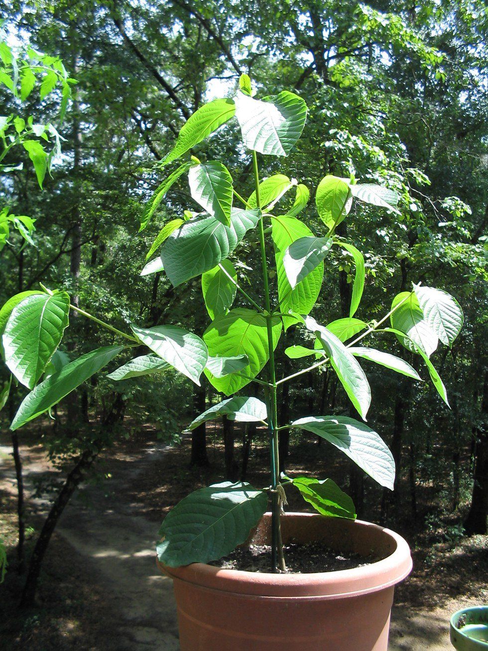 A Return To The Dark Ages: Kratom To Become A Schedule 1 Substance