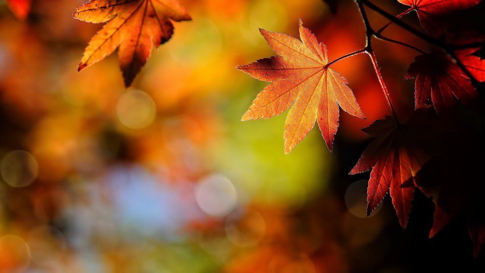 5 Reasons to Get Excited for Fall