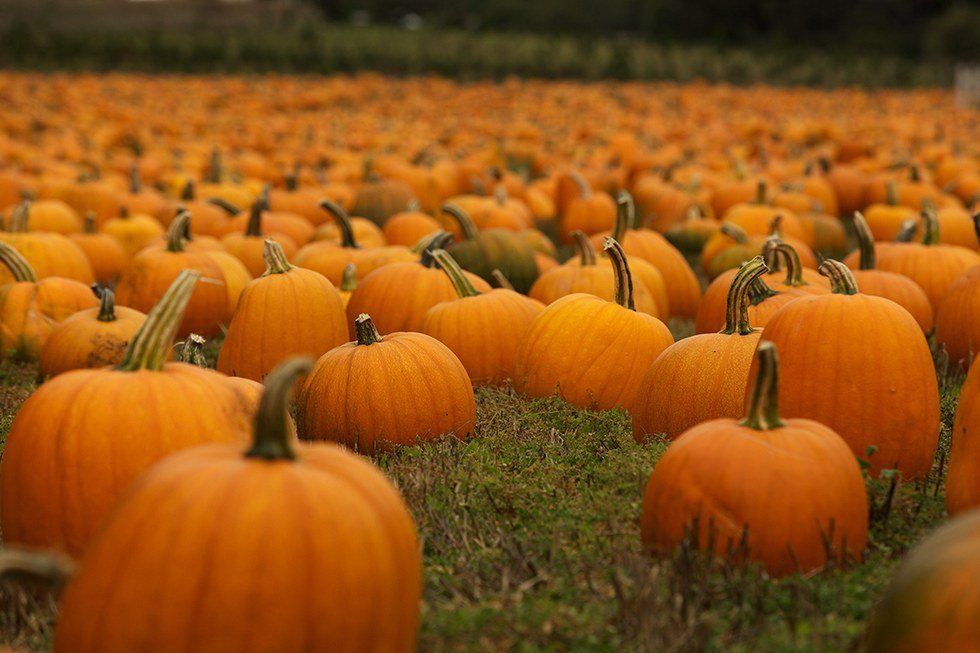 Multiple Uses For Pumpkins