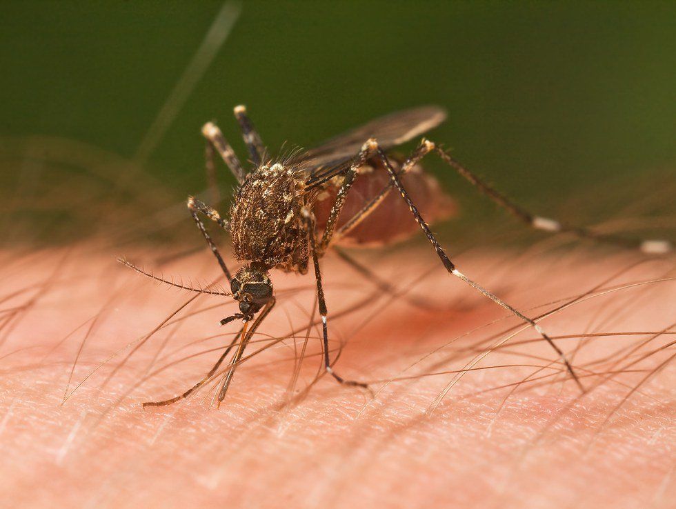 Declare War on Mosquitos