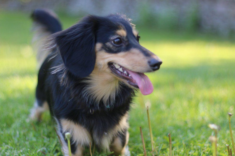 9 Reasons Why Having A Small Dog Is The Best