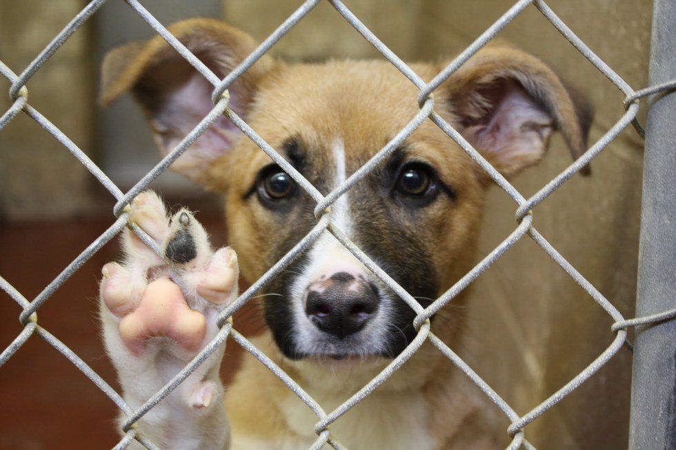 9 Reasons You Should Adopt, NOT Shop