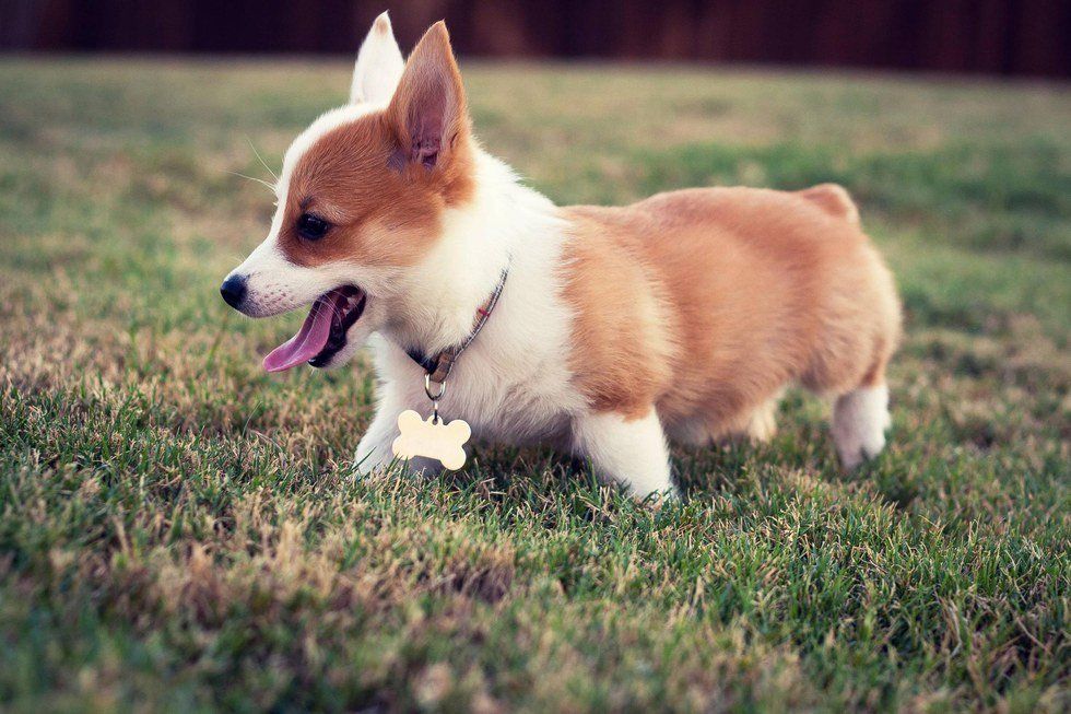 Oh My Corgi