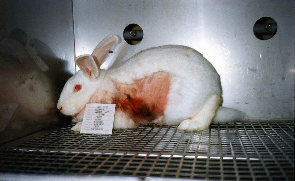 Say No To Animal Testing By Purchasing These Makeup Brands