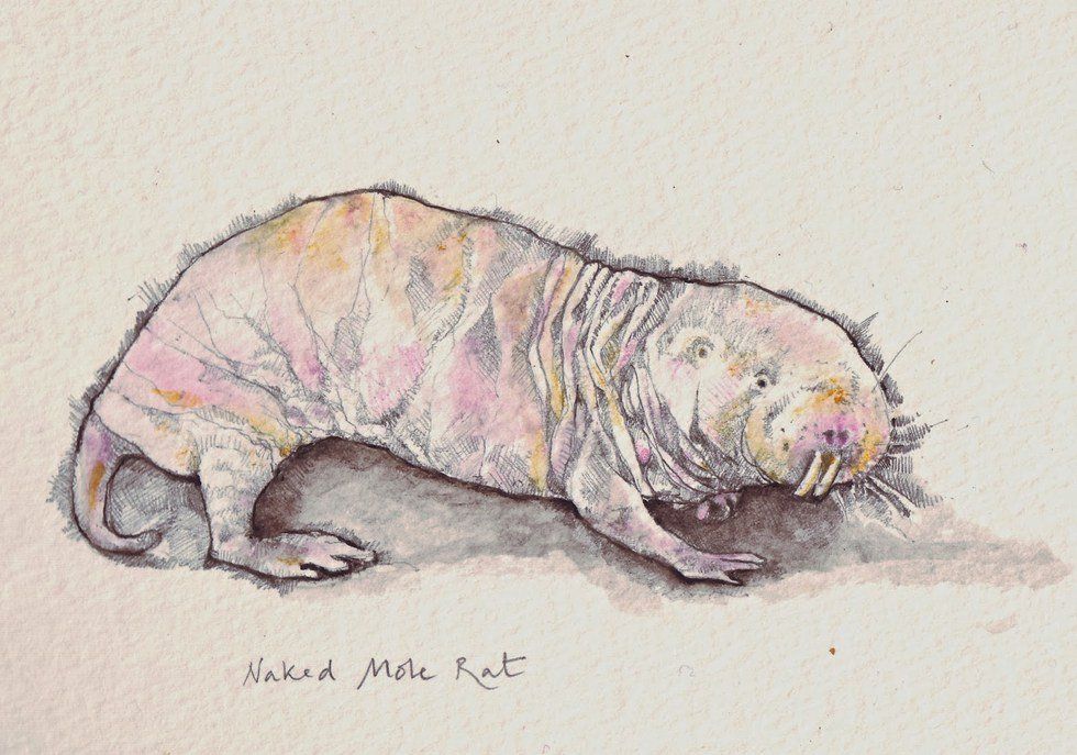 Naked Mole Rats Are Cancer Resistant