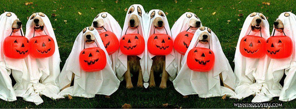 Howl-O-Ween In Tampa Bay