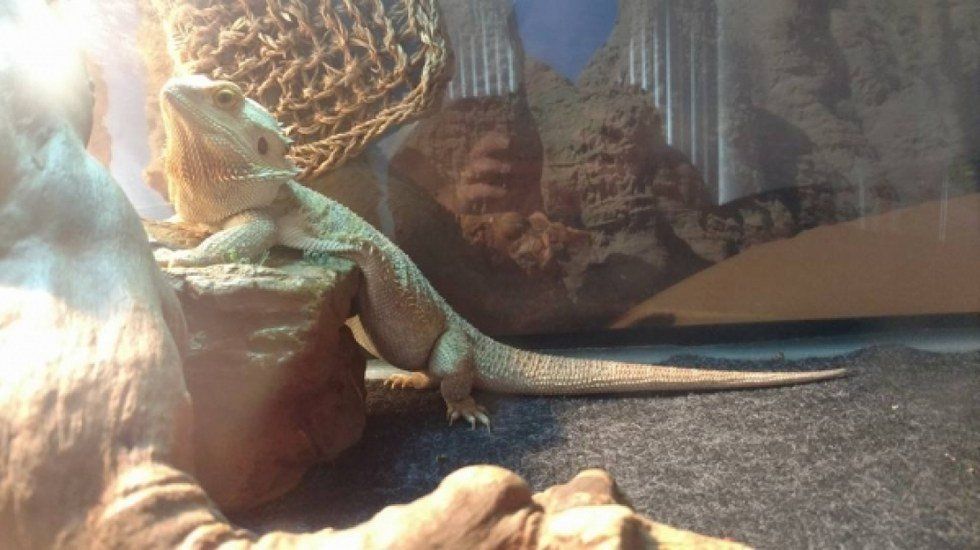 11 "S"s of Bearded Dragon Ownership