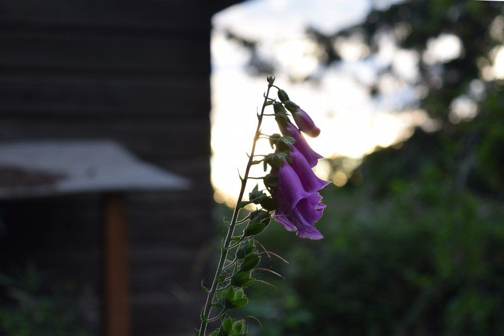 It's Okay To Take Pictures Of Flowers