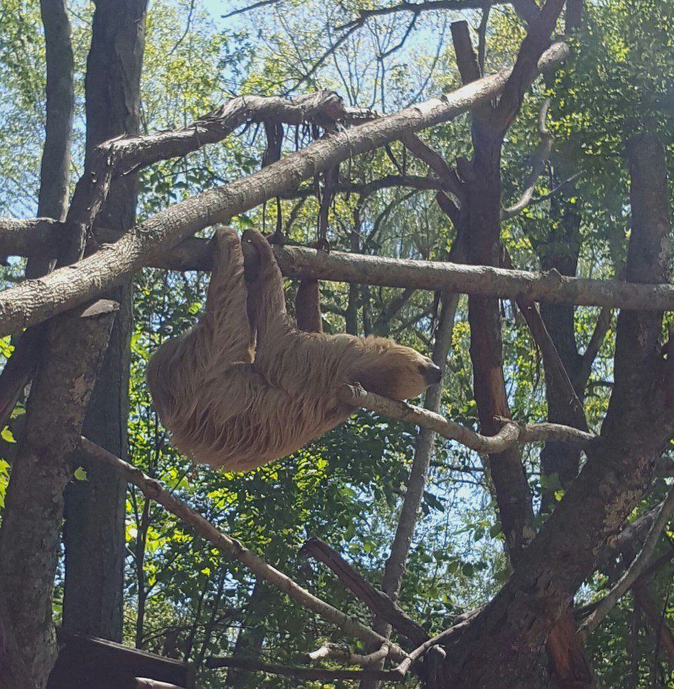 11 Reasons Sloths Are The Best