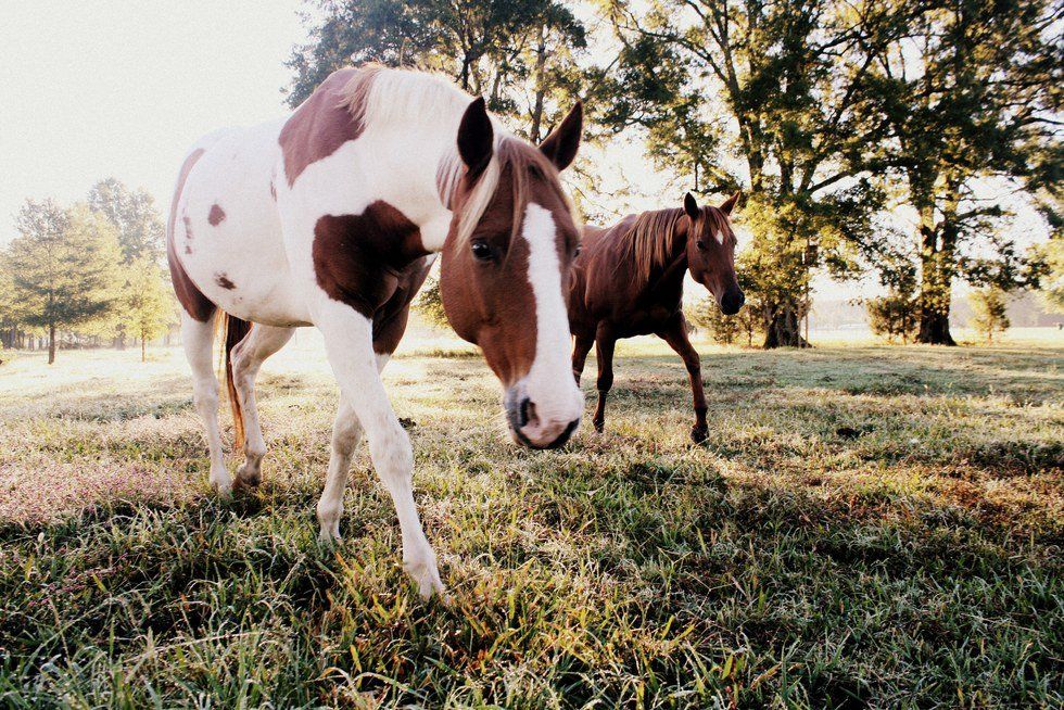 10 Reasons To Try Horseback Riding