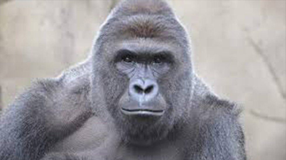 10 Of The Best Harambe Memes