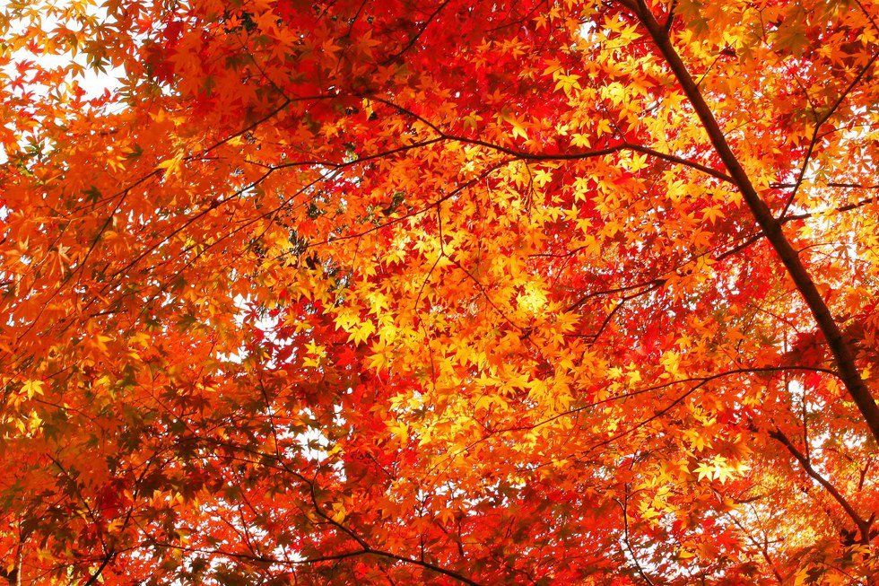 Why Fall is the Best Season