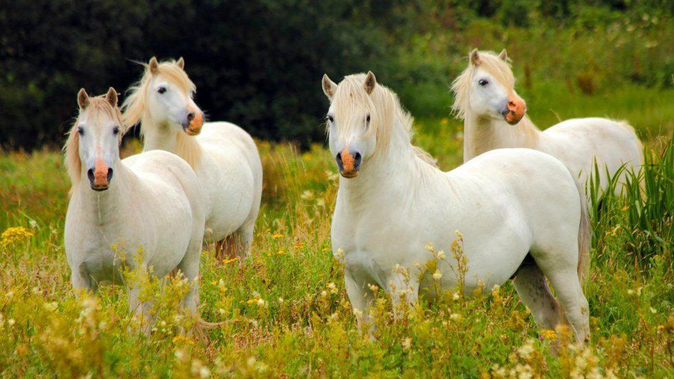 15 Reasons Ponies Are The Best Animals To Grace This Earth