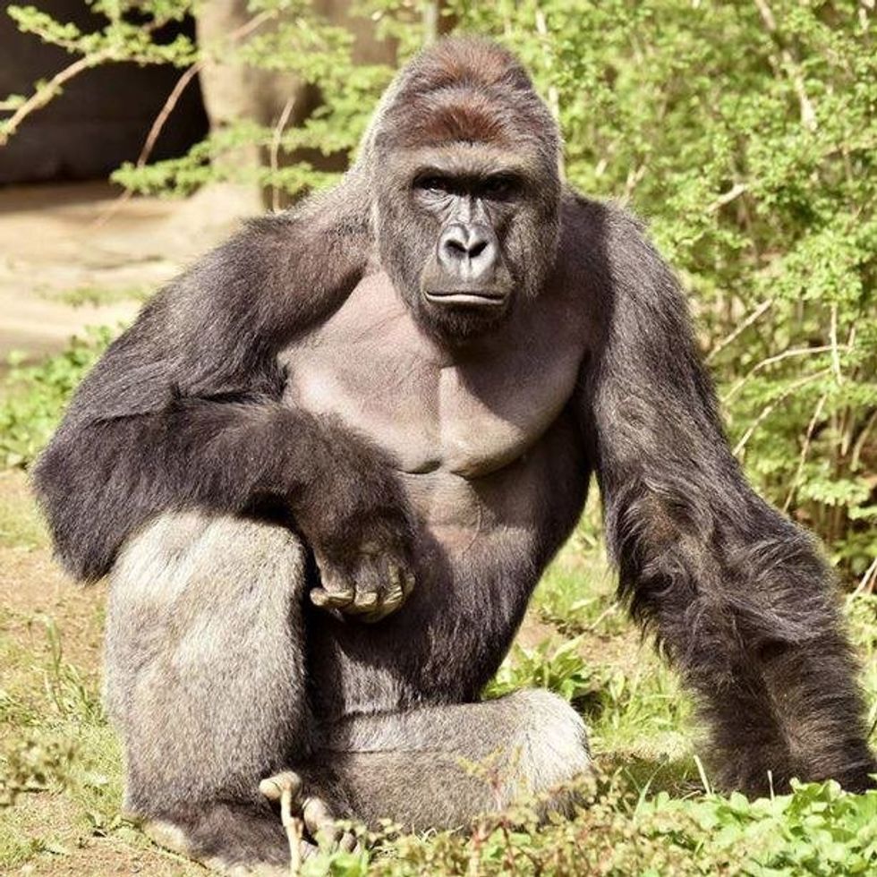 Harambe: The Hero We Needed