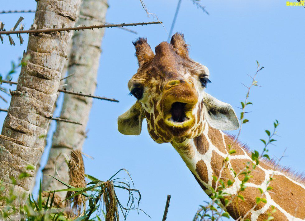 10 Reasons I Love Giraffes