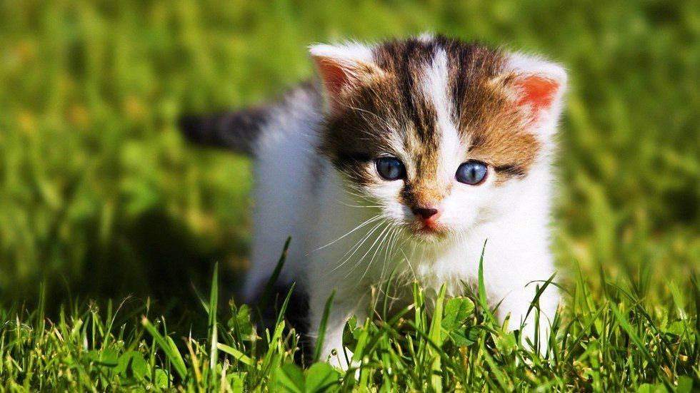 11 Cute Baby Animals That Will Get Rid Of Your Stress