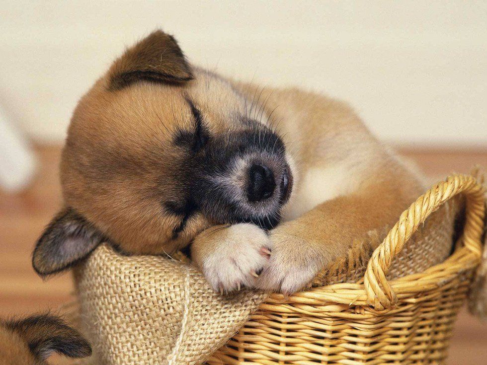 10 Tired Dogs That Perfectly Describe Your Inner Sleepyhead