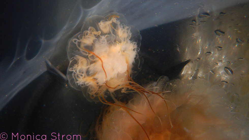 Photographs From That Time I Went Jellyfish Hunting