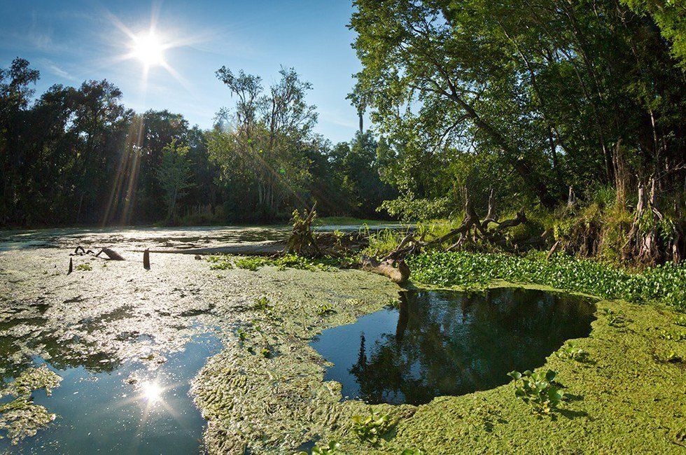 In Cape Coral, Sights Set On Cyanobacteria