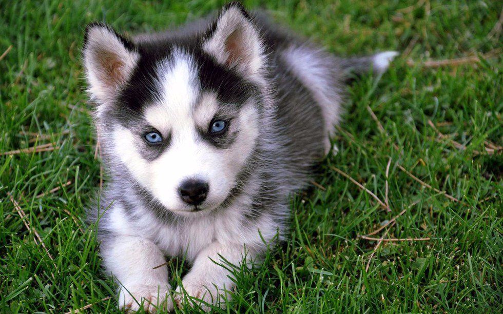 8 Of The Best Mixed Dog Breeds