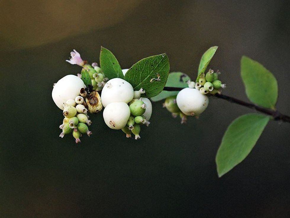 Poison Berries And Alcohol In The Palm Of Your Hands