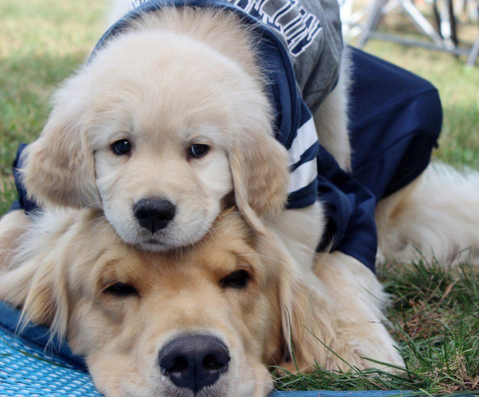 11 Stages Of Saying Goodbye To Your Dog For College