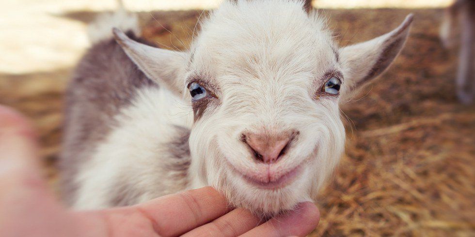 Why Goats Are the "Baa-st"!