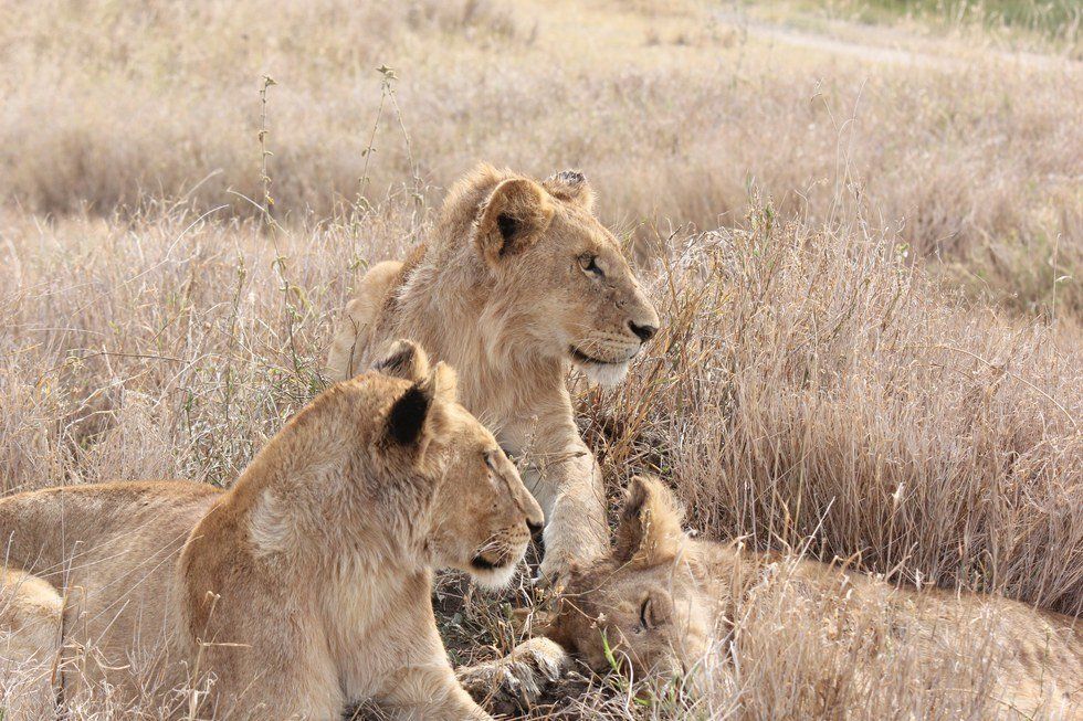 African Safari: A Photographic Series