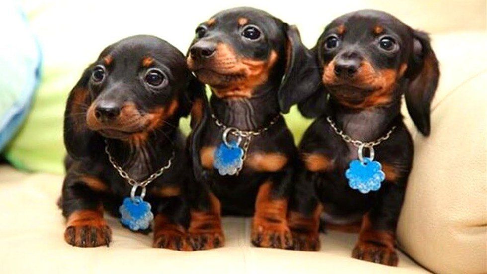 8 Reasons Wiener Dogs are the Best Dogs