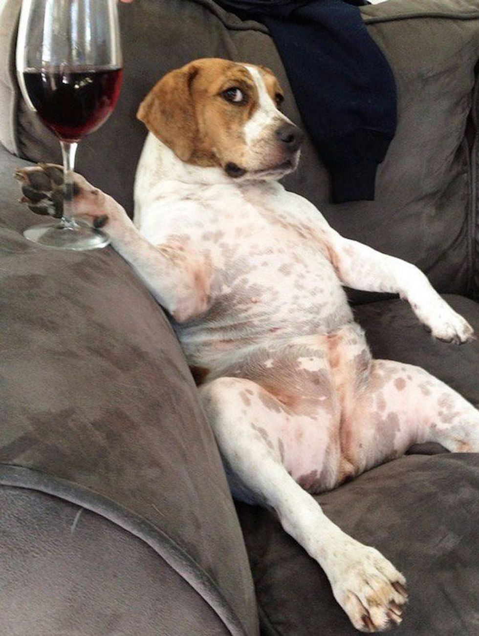 25 Times College Students Can Relate to Dogs