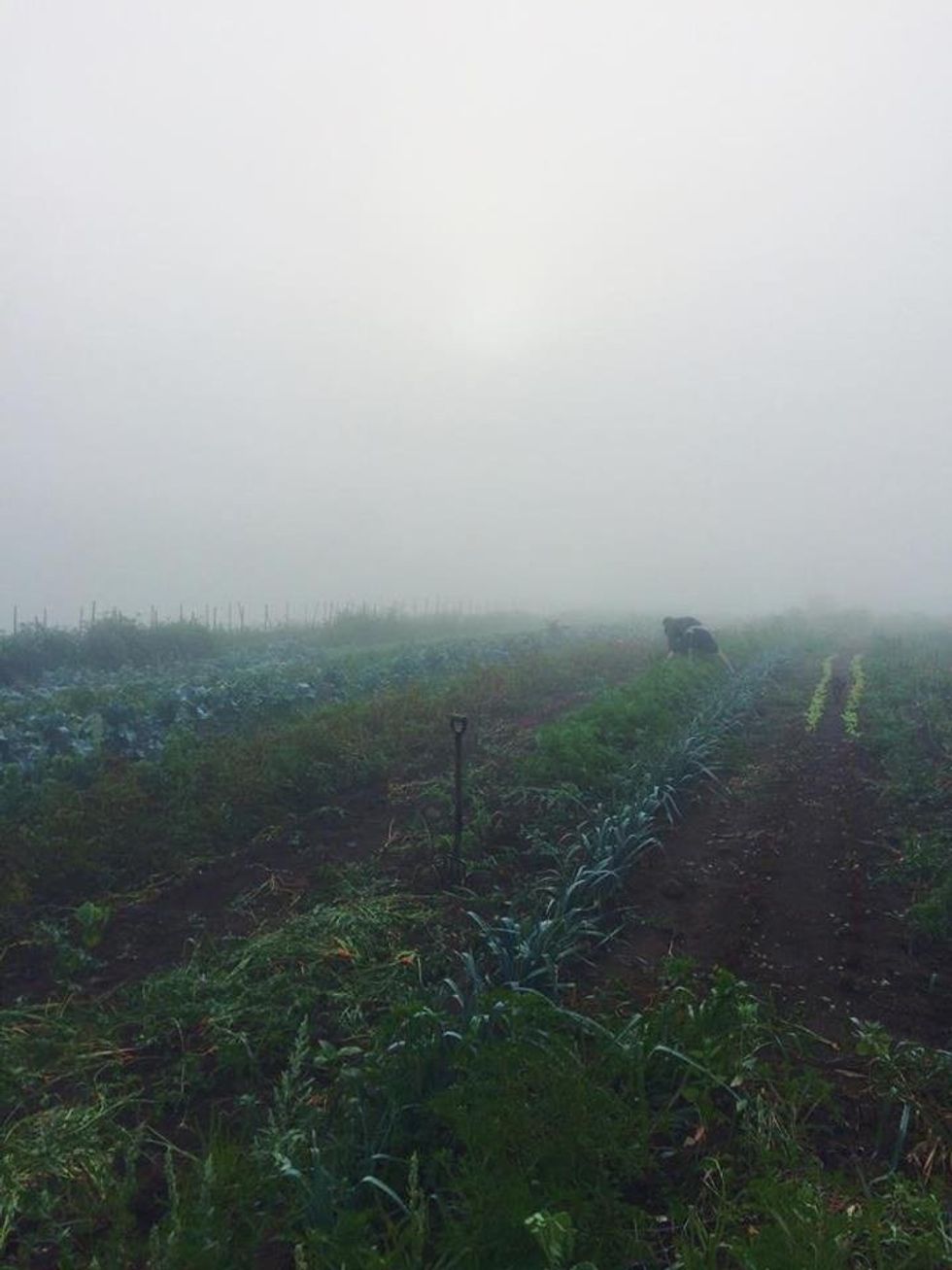 5 Things I Learned from Working On An Organic Farm