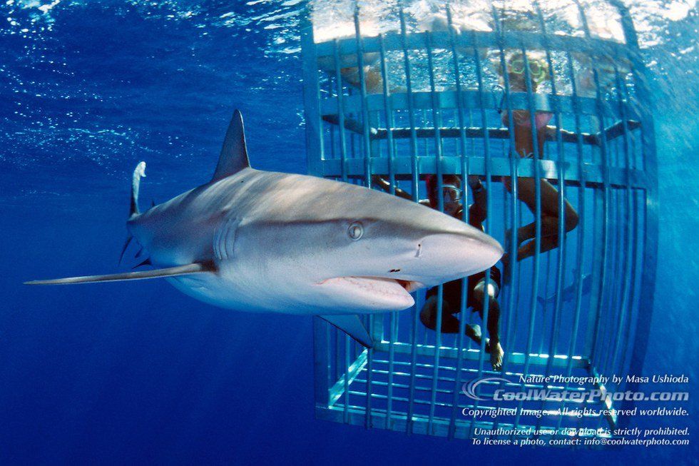 Swimming with Sharks in Hawaii