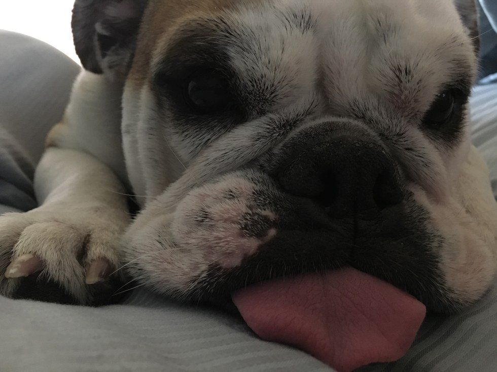 To My Bulldog Who Grunted Her Way Into My Heart