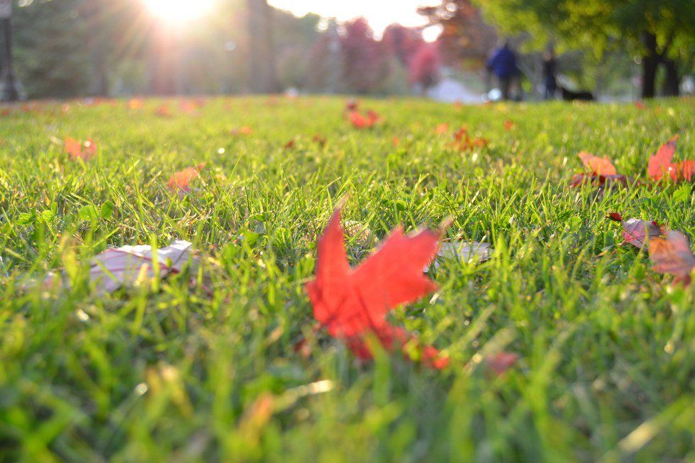 A Portrait Of Fall