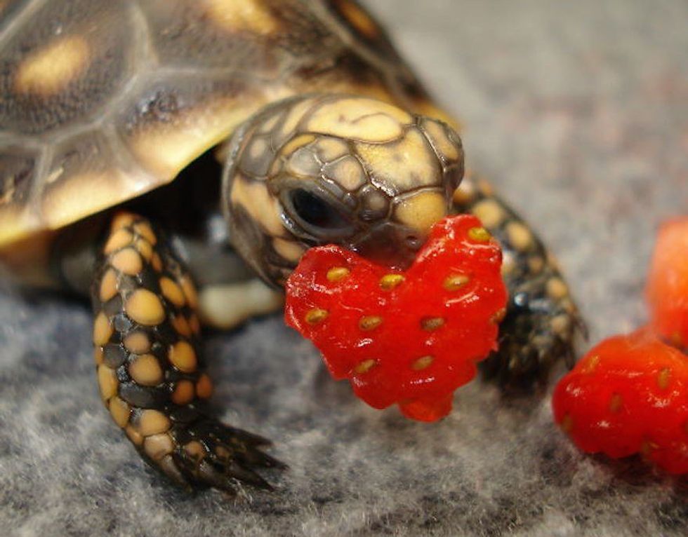 11 Adorable Animals That Aren't Mammals