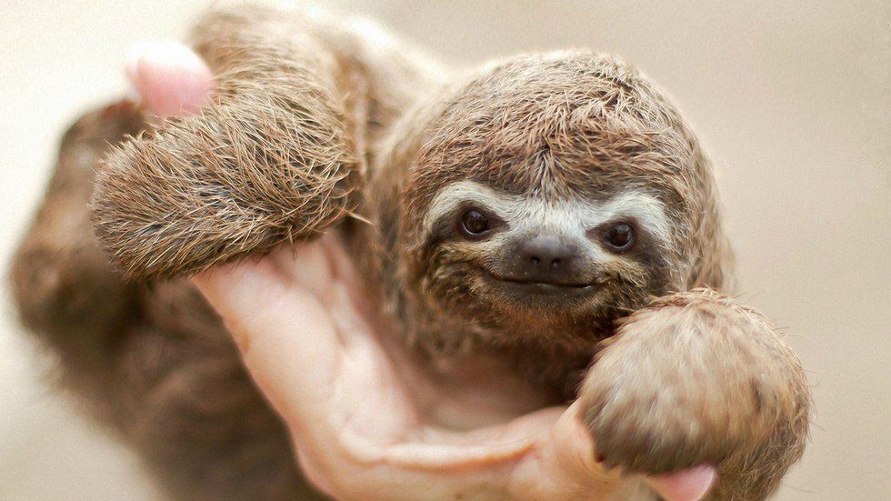 Adorable Animals You Should Be Following on Instagram