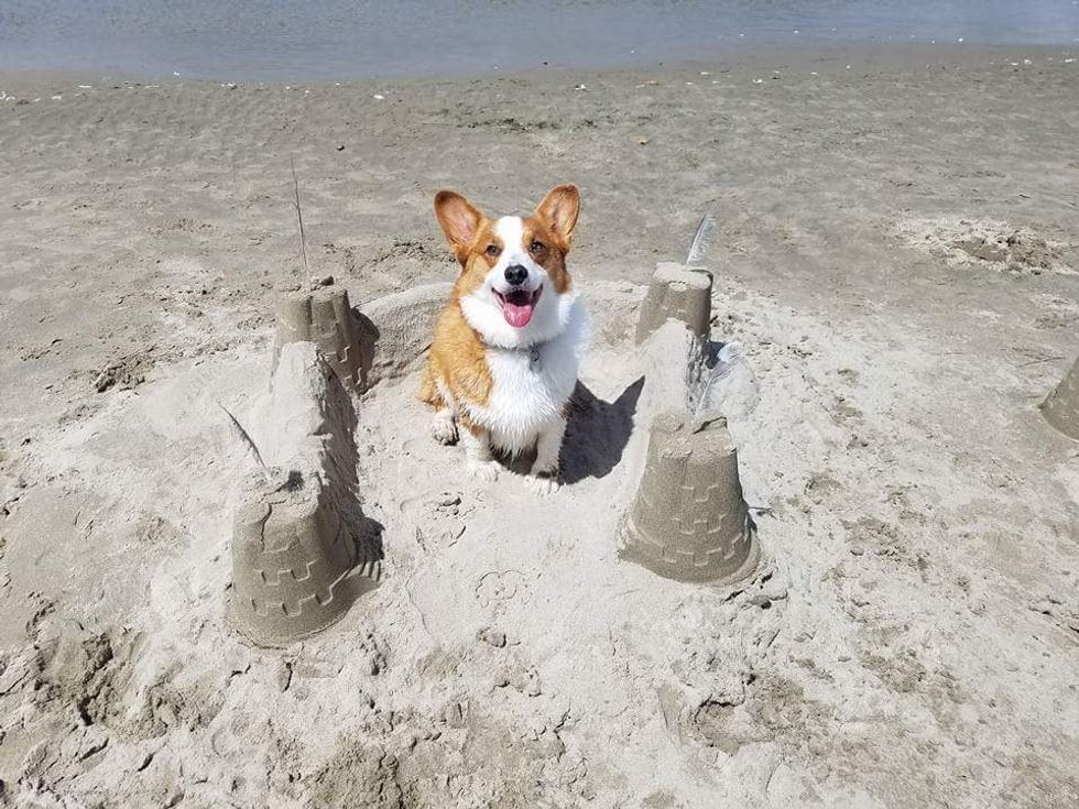 I Went To Corgi Beach Day, And This Is What I Learned