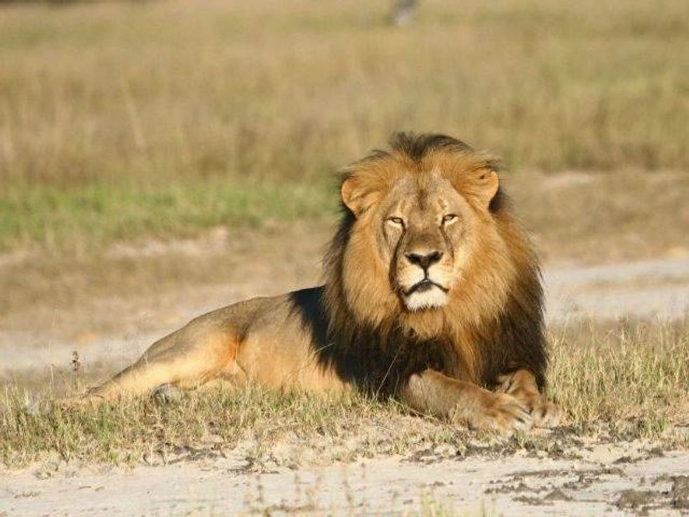 10 Things You Should Know About Cecil The Lion