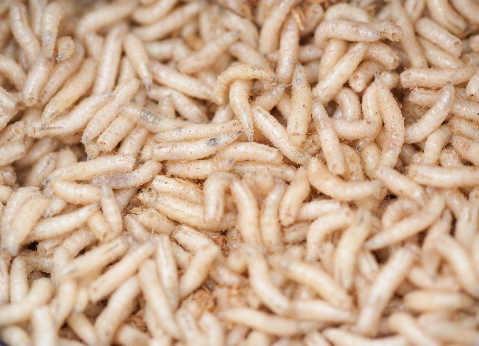 Can Maggots Be Used To Help Heal Your Wounds?