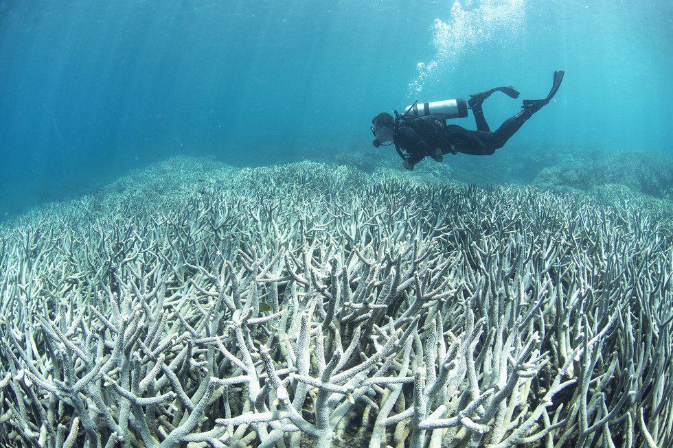 The Great Barrier Reef: Bleached