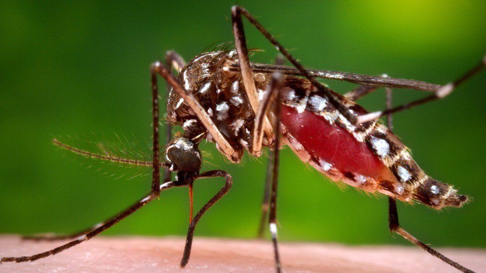 The Zika Virus Is On The Rise