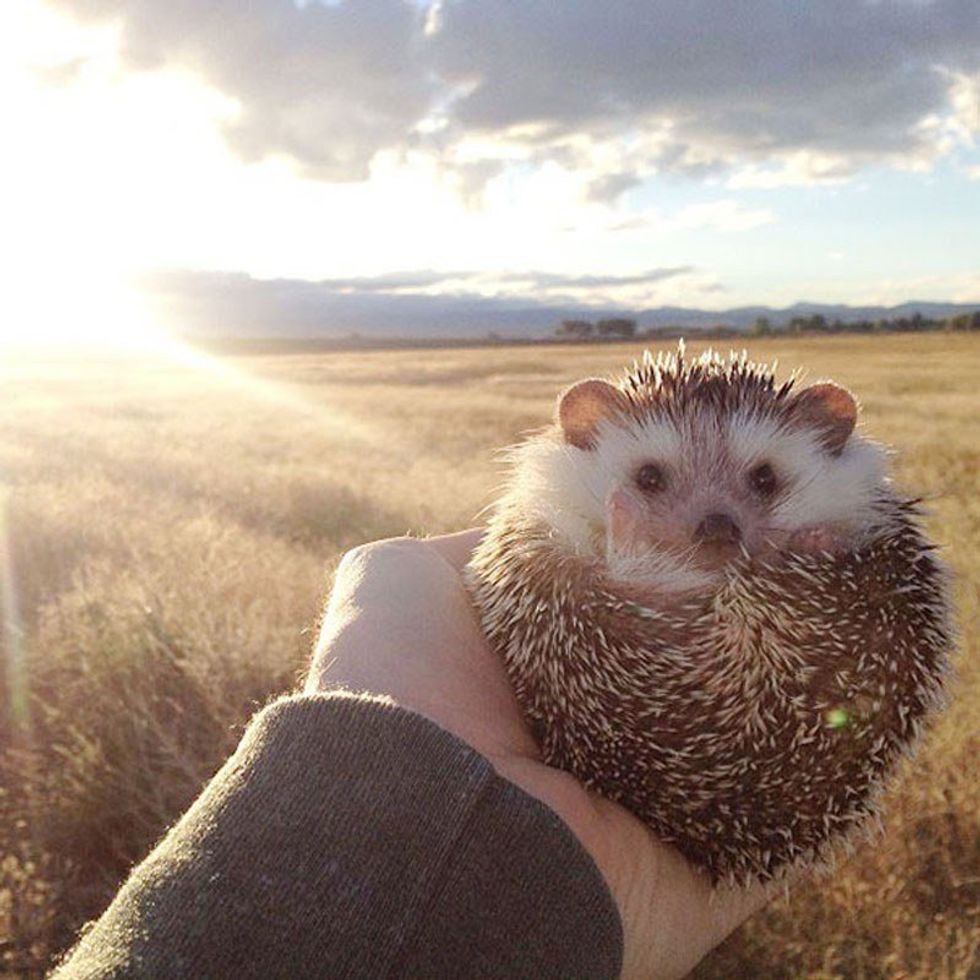 8 GIFs That Explain Why Hedgehogs Are Your Spirit Animal