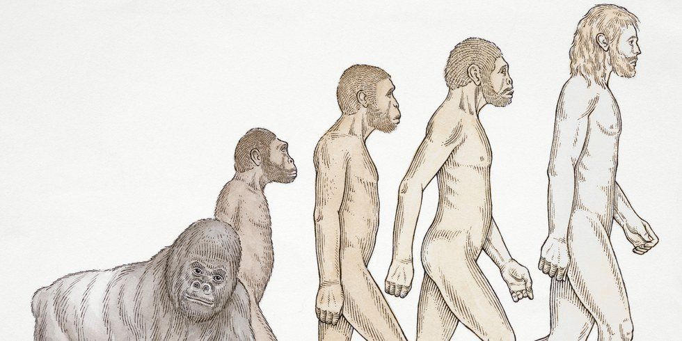 No, We Did Not Evolve From Monkeys