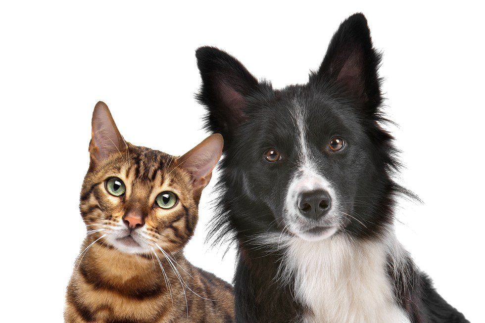 Affordable Spay/Neuter Clinics In Tampa Bay