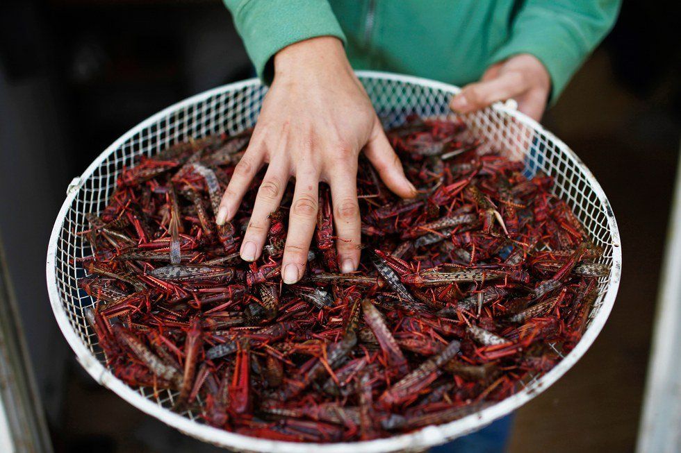 Let Me Bug You For A Minute On the Necessity Of Eating Insects