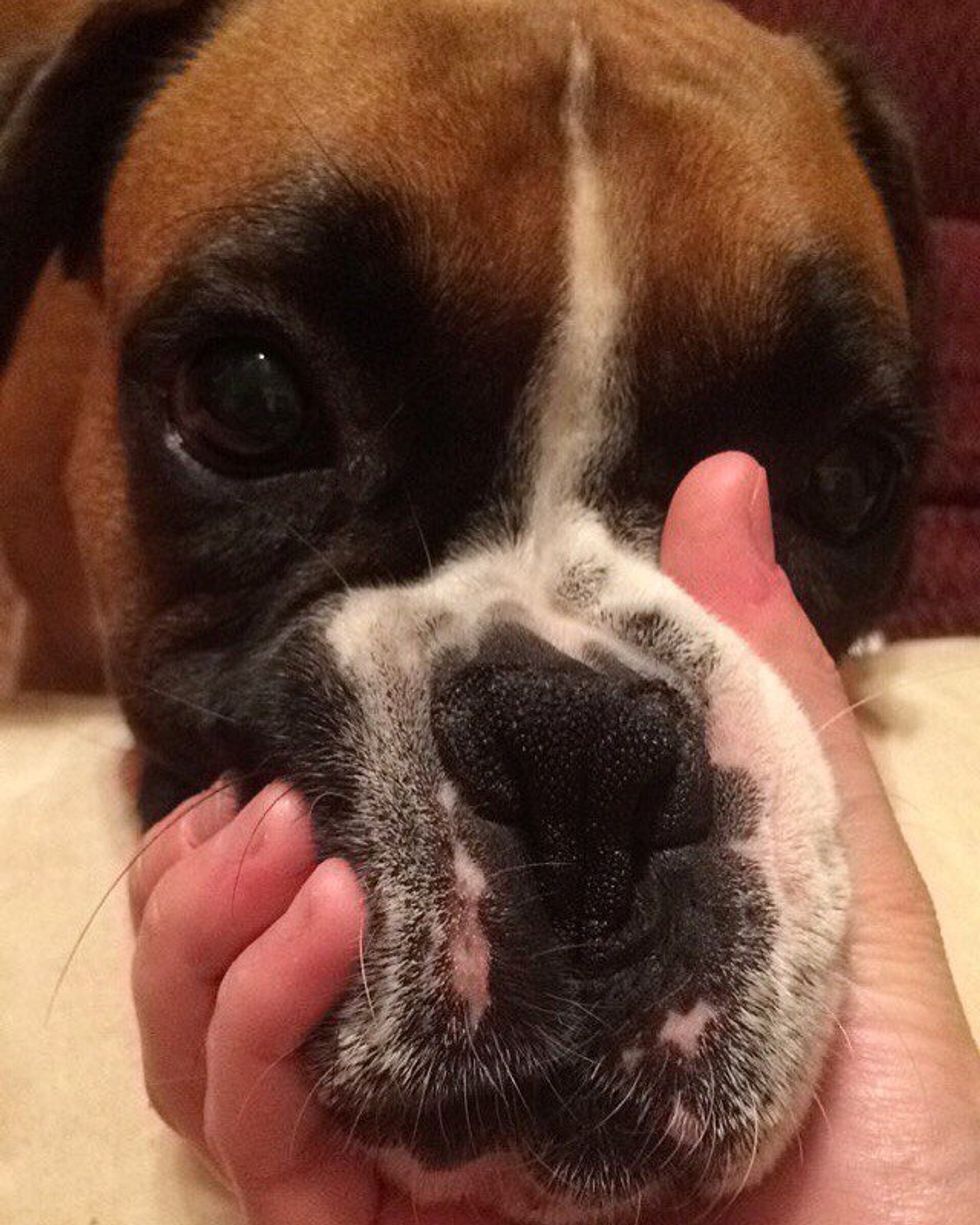 13 Of The Squishest-Faced Dogs You'll Ever See