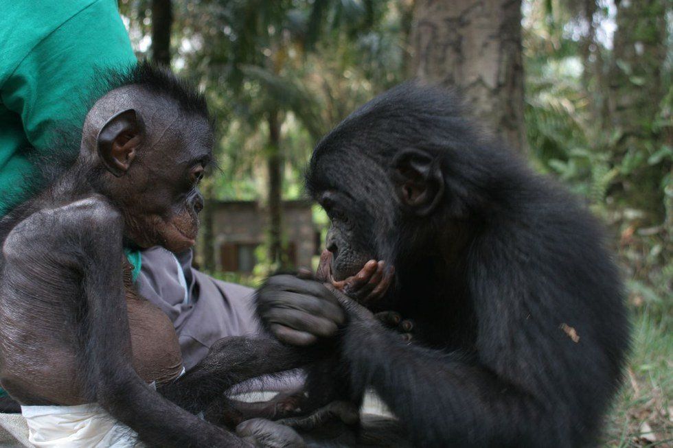 Things The World Could Learn From The Bonobo